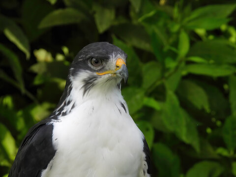 Potrait of a African Angur Buzzard (Buteo Angur) Raptor Bird