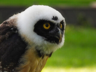 The Spectacled Owl (Pulsatrix perspicillata) Portait Close Up Macro