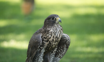 Potrait of a Gry-Saker Falcon Hybrid Raptor Bird