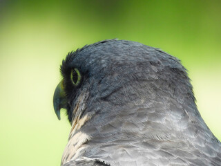 Potrait of a Peregrine Falcon Raptor Bird