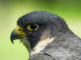 Potrait of a Peregrine Falcon Raptor Bird