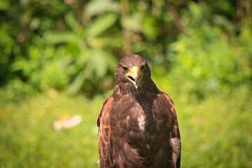 Potrait of Harris Hawk Raptor Bird