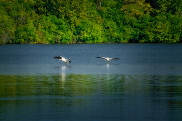 White Pelican Swimming on a Blue Lake 

