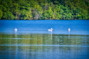 Fototapeta na wymiar White Pelicans Swimming on a Lake in the Sunshine