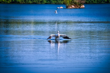 White Pelican Swimming on a Blue Lake 


