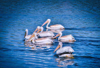 White Pelicans Swimming on a Lake in the Sunshine