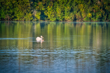 White Pelican Swimming on a Blue Lake&nbsp;