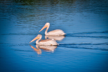 White Pelicans Swimming on a Blue Lake&nbsp;
