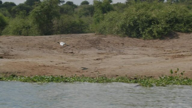 Pelicans and other birds by river shore at Queen Elizabeth Park in Uganda, Africa