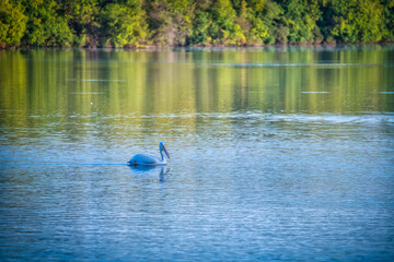 White Pelican Swimming on a Lake