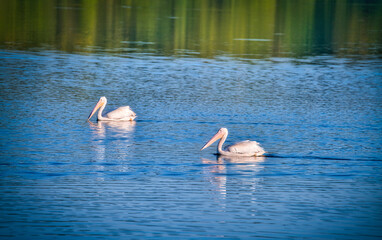 White Pelicans Swimming on a Blue Lake&nbsp;