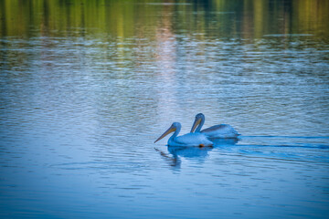 White Pelicans Swimming on a Blue Lake&nbsp;