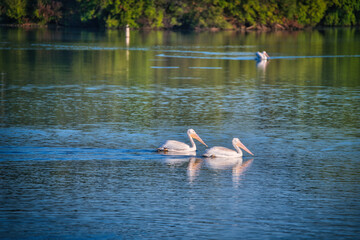 White Pelicans Swimming on a Blue Lake&nbsp;