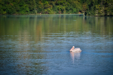 White Pelican Fishing on a Blue Lake 