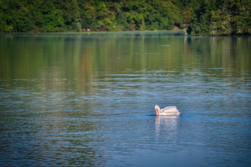 White Pelican Fishing on a Blue Lake&nbsp;