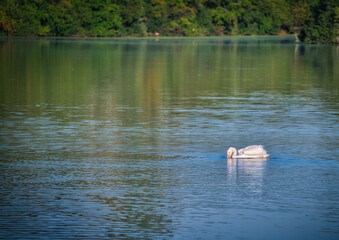 White Pelican Fishing on a Blue Lake&nbsp;
