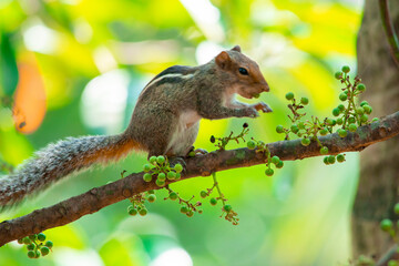 squirrel