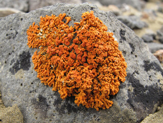 orange lichen on rock - Powered by Adobe