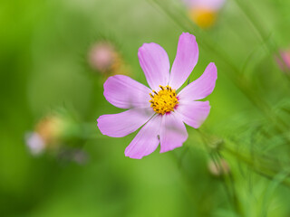 Beautiful purple Cosmos flower on green blured background. Cosmos bipinnatus, commonly called the garden cosmos or Mexican aster.