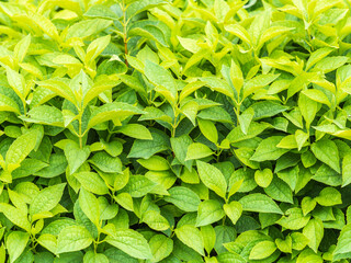 Nature of green leaf in garden at summer. Natural green leaves plants using as spring background cover page environment ecology