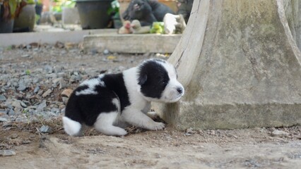 Cute puppy with white and black stripes like a panda.