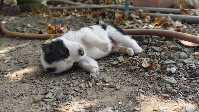 Cute puppy with white and black stripes like a panda.