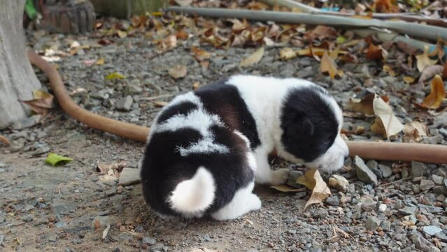 Cute puppy with white and black stripes like a panda.