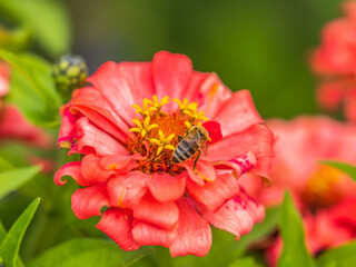 A bee collects nectar from Red marigolds flower in the garden in summer close-up.