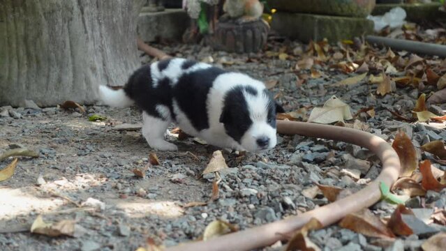 Cute puppy with white and black stripes like a panda.
