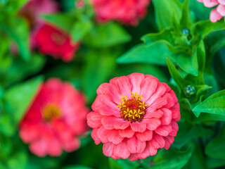 Red Zinnia flowers. Flowers zinnia elegans. Color nature background.