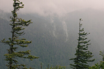 vue sur une montagne avec une forêt verte avec le sommet sous les nuages lors d'une journée brumeuse d'été avec des sapins en avant plan