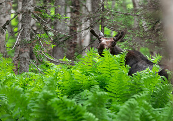 vue d'un orignal brun caché derrière des fougères vertes dans les bois lors d'une journée d'été