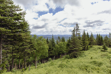 vue en hauteur d'une vallée avec des sapins verts en avant plan lors d'une journée ennuagée d'été avec des fougères au sol