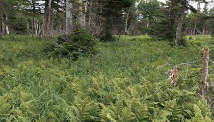 vue sur un sol de forêt recouvert de fougères vertes lors d'une journée d'été