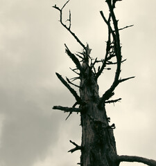 vue en haut sur un tronc d'arbre sec avec des branches cassées lors d'une journée ennuagée