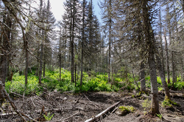vue sur forêt aux sapins morts et le sol qui se renouvelles avec des fougères vertes