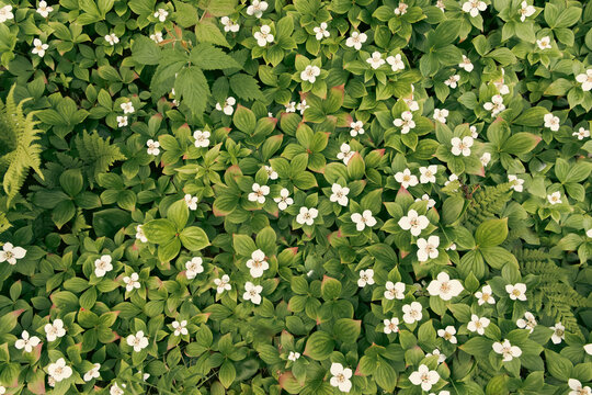 gros plan sur le sol de la for&ecirc;t recouvert de feuilles vertes et fleurs blanches en &eacute;t&eacute;