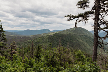 vue en hauteur sur une vallée avec des montagnes et une forêt de conifères en été lors d'une journée ennuagée et des branches en avant plan