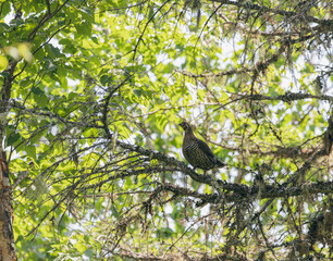 perdrix perchée sur une branche d'arbre au feuillage vert en été lors d'une journée ensoleillée