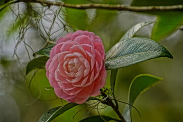 Camellia Blush: Celebrating Nature's Grace with a Pink Petal Jewel
