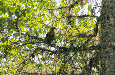 vue d'une perdrix perchée sur une branche d'arbre au feuillage vert en été lors d'une journée ensoleillée