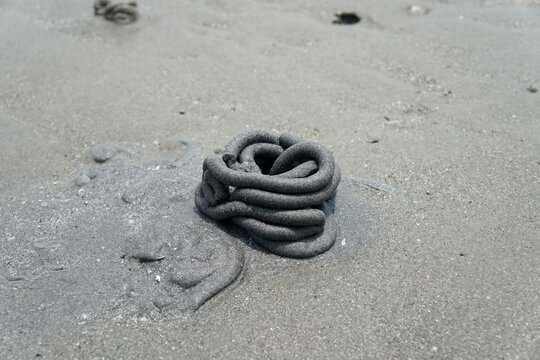 Sandworm Poop On The Beach.