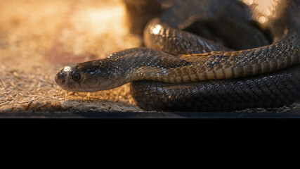 Close-up of a cobra coiled on the ground. The cobra is a venomous snake.