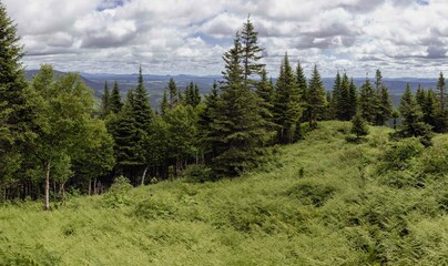 vue en hauteur d'une vallée avec des sapins verts en avant plan lors d'une journée ennuagée avec des fougères au sol