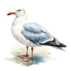 Watercolor seagull isolated on white background.