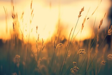 Wild grass in the forest at sunset. Abstract summer nature background.