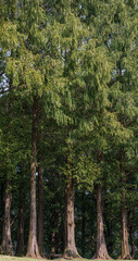 Dense metasequoia forest. Metasequoia glyptostroboides