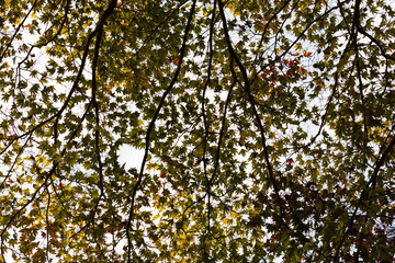 Looking up at the maple leaves blocking the autumn sunlight. maple leaf silhouette