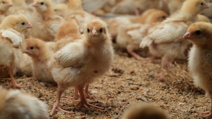 chickens in the farm