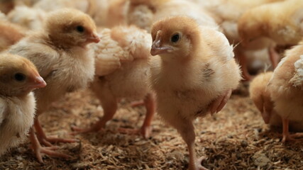 chickens in the farm